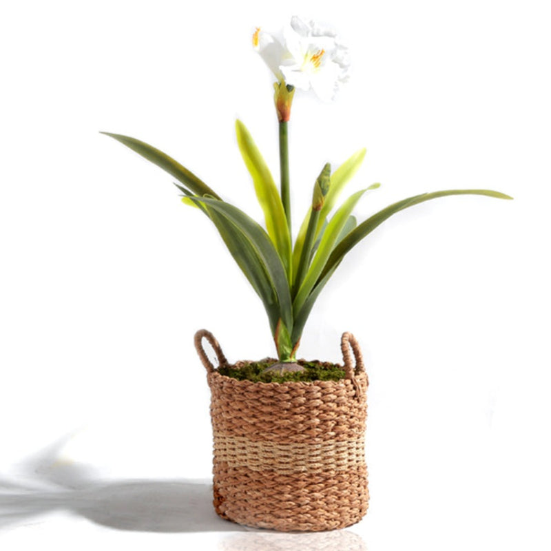 Flourish Amaryllis with Native Basket (7628731777265)